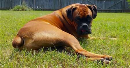 boxer-dog-recovered-from-surgery